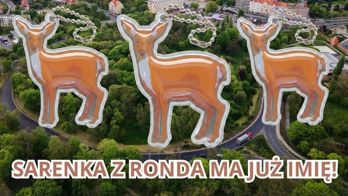 Imię sarenki z ronda to Rondzia