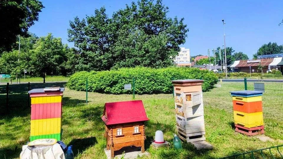 Miejska pasieka w Głogowie obchodzi niemal 10-lecie