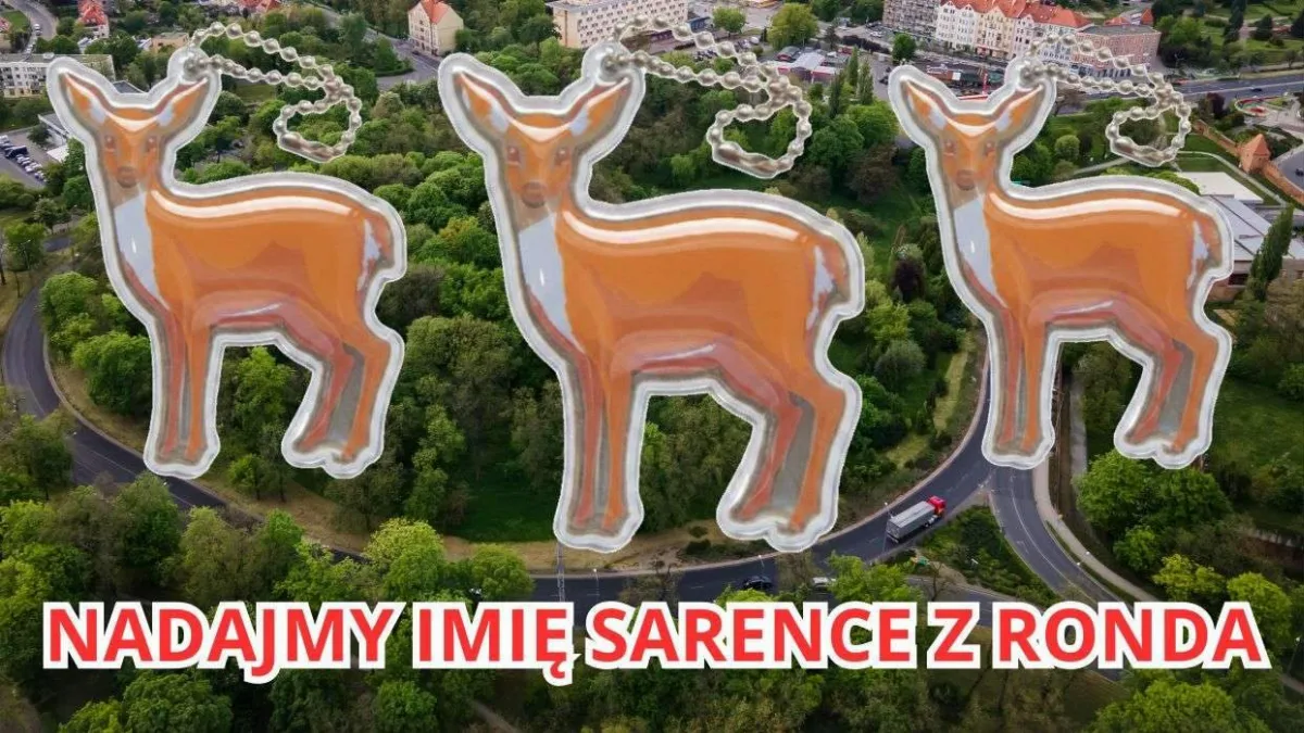 Zakończył się termin zgłaszania imion dla Sarenki z Ronda
